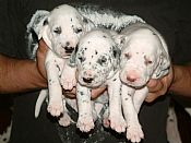 WONOWON puppies