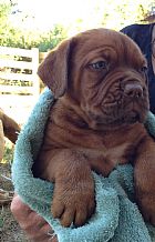 RED GUARDIAN puppies dogue