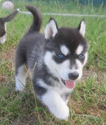 Blue Eyed Siberian Husky Puppies for Sale