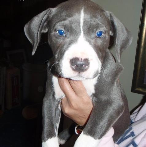Blue Eyed American PitBull Puppies for Sale