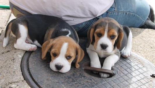 2 Beagle Puppies Ready for Xmas