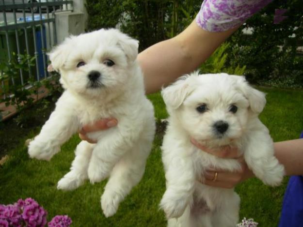 maltipoo puppies for sale singapore 2013