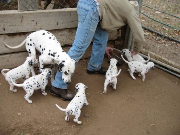 Dalmatian Puppy for Sale - Male and Female Puppies from Reputable Breeders