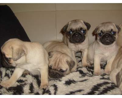 Pug Carlino Puppies for Sale