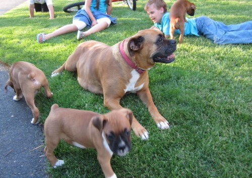 Cute Boxer Puppies for Adoption