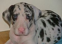 Great dane puppies WOLFCRESTS 