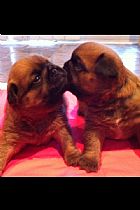 Griffon bruxellois puppies for sale