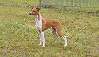 Puppies for sale italian Greyhound