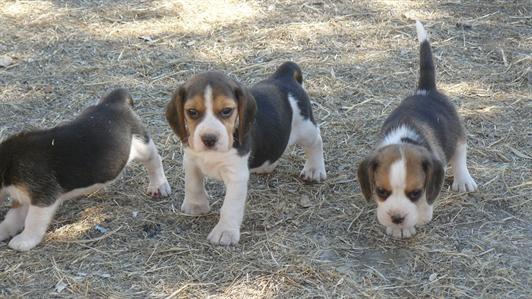 Excellent litter of Beagle available puppies with excellent morphological and genetic quality