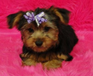 Outstanding T-Cup Yorkshire Terriers Puppies 