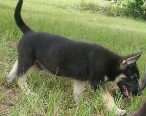 Beautiful german shephered puppies now available for rehoming