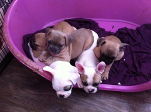 French bulldog puppy\′s kc registered and 5 generation pedigree 