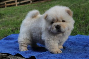 chow chow pups home trained 