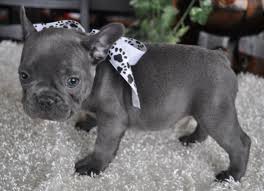 Special and beautifull french bulldog puppies for sale.