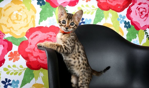 Well Socialized Savannah and bengal Kittens Available -