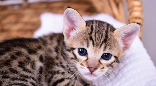 Quality Savannah And Bengal Kittens for Sale