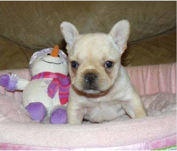 affectional french bulldog puppies as a gift for christmas