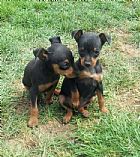 2 x Black and tan Males 