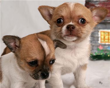 Cute Chihuahua Puppies ready for Adoption.