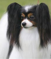 papillon puppies Male puppies available,
