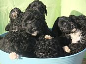 portuguese water dog puppies