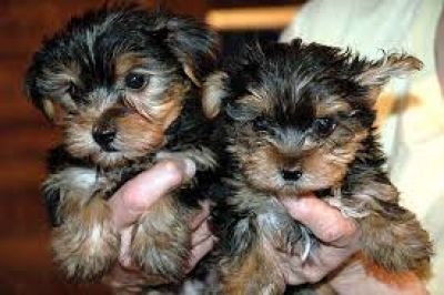 Good Looking Yorkie Puppies for Adoption