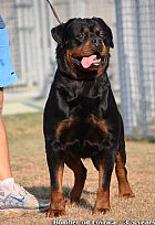 rottweilers puppies  sale