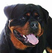 rottweilers puppy available