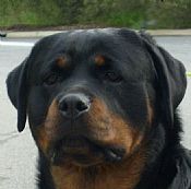 Rottweiler puppies males