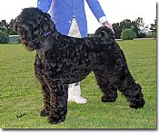 Black russian terrier puppies
