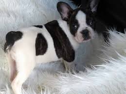 French bulldogs puppies with pedigree