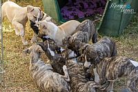 whippet puppies sale