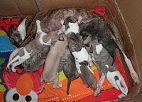 whippet puppies 