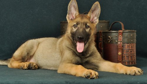 Registered German shepherd puppies for sale.