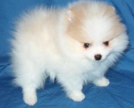 AKC registered Pomeranian Puppies