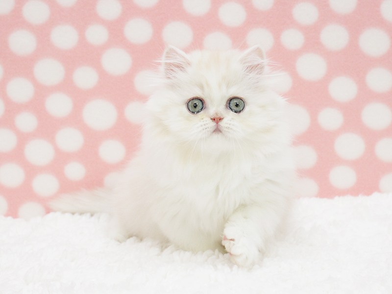 Pefect Persian Kitten for Chrismass