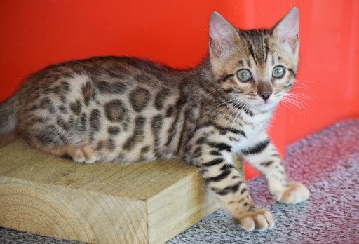 WE HAVE SOME STUNNING KITTENS AVAILABLE.