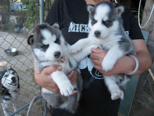 1 boy and 1 girl left. Our Siberian husky has given birth to six beautiful puppies