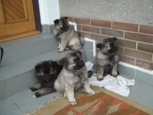 Wolfspitz  puppies 