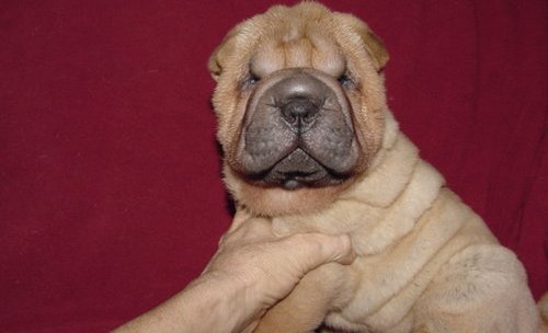 Chinese Shar-Pei Puppies for Sale