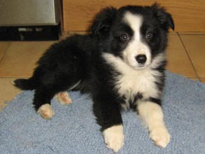 Collie Puppies for Sale