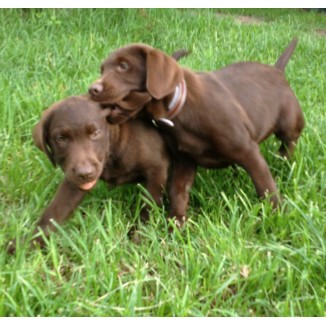 purebred chocolate labrador puppies