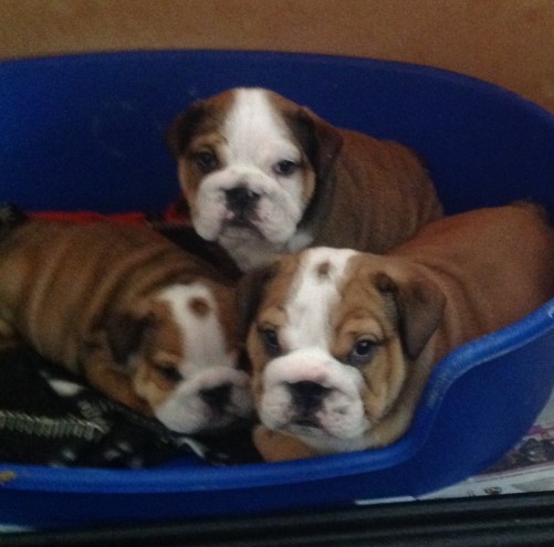 Beautiful Bulldog Puppies For Sale