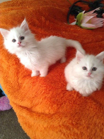 Tica Registered Kittens
