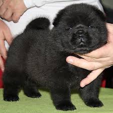 Chow Chow Pup For Sale