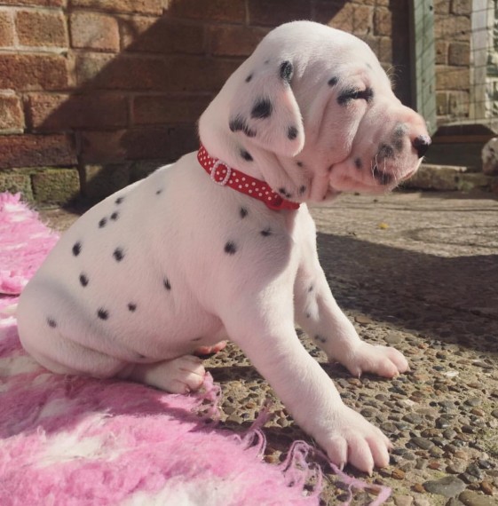 Dalmatian Price Guide - Budget for Your Male or Female Puppy Today