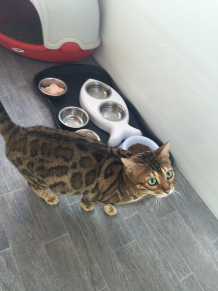 Incredible Brown Rosetted Bengal Boy On Active