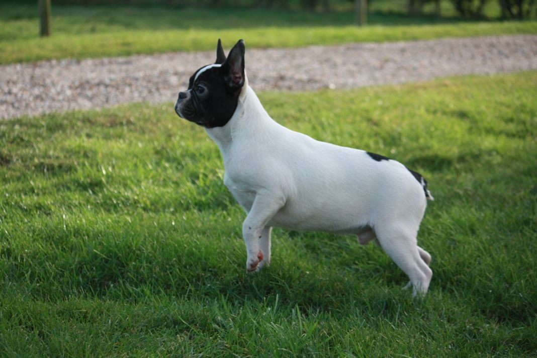 A/a Awesome French Bulldog For Sale Black & Tan F