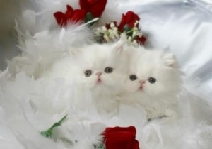 White Teacup Persian Kitten For Sale