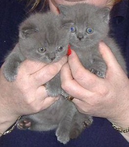 British Short Hair Kittens